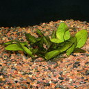 شینودوریوس شلوتری